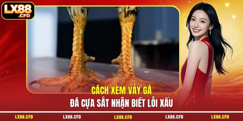 Cách xem vảy gà đá cựa sắt nhận biết lỗi xấu