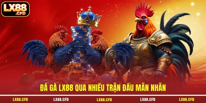 Đá gà LX88 qua nhiều trận đấu mãn nhãn